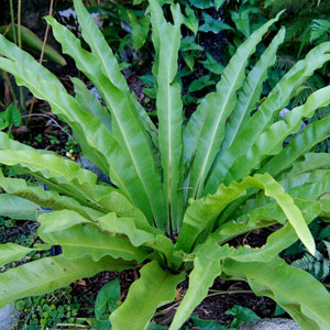 Bird’s Nest Fern (Asplenium australasicum) 